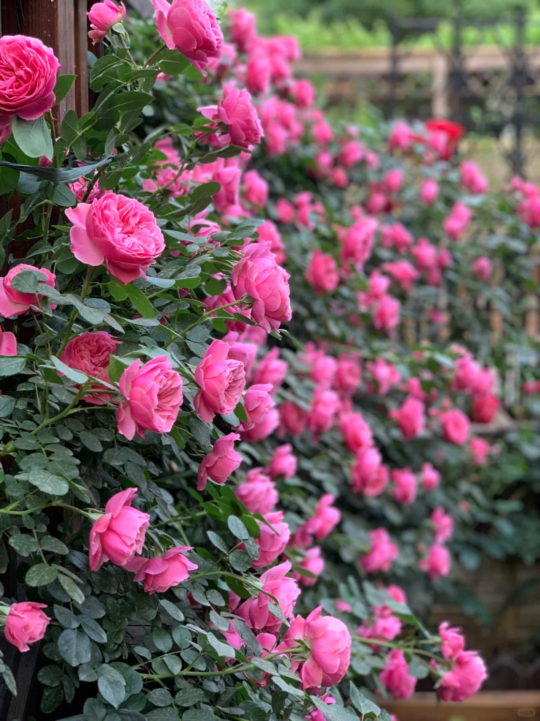 Leonardo da Vinci™ Shrub Rose Brush Live Plant, 5 gallon