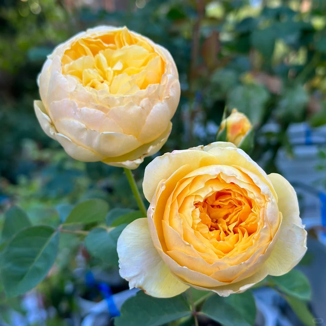 'Que Jiu / Bird Chirp' Shrub Rose