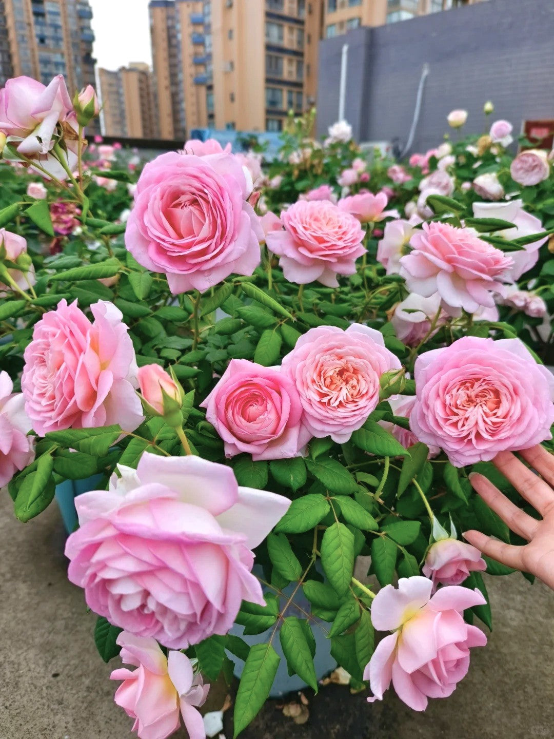 'Fendai' Shrub Rose