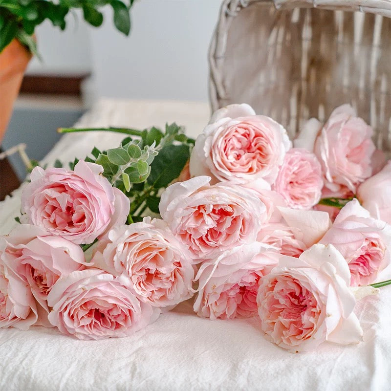 'Huanpei' Shrub Rose