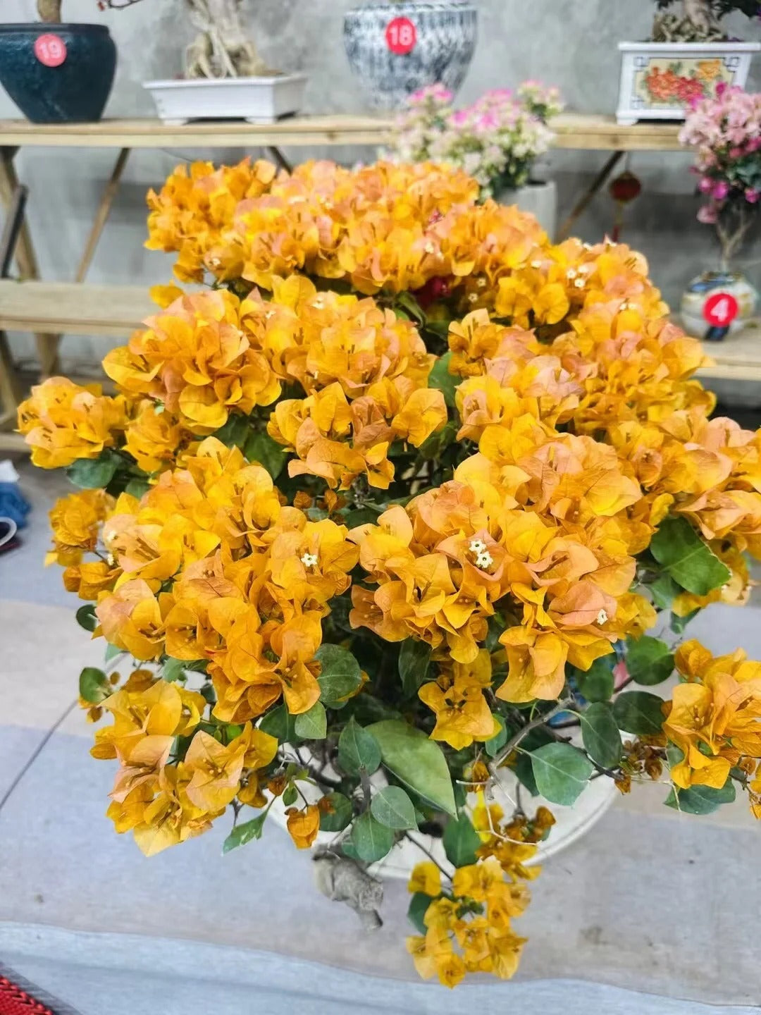 Bougainvillea 'California Gold'
