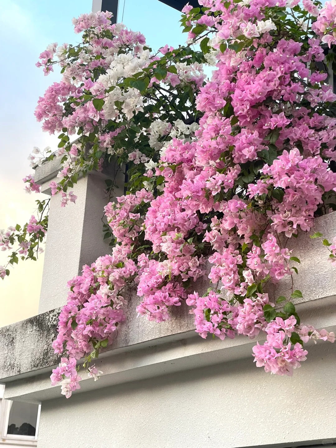 Bougainvillea 'Makris'