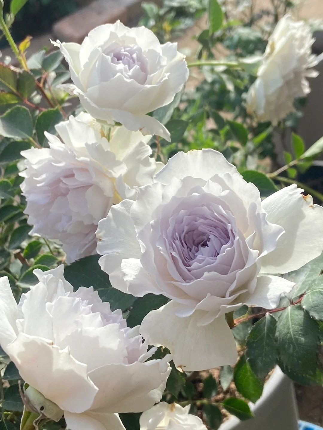'Gabriel' Shrub Rose