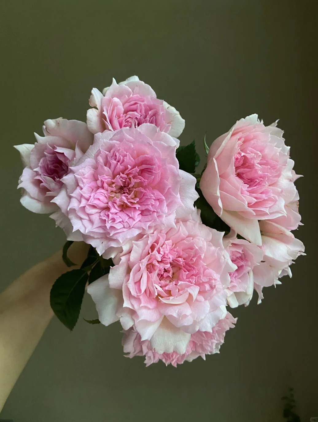 'Ajourée' Shrub Rose