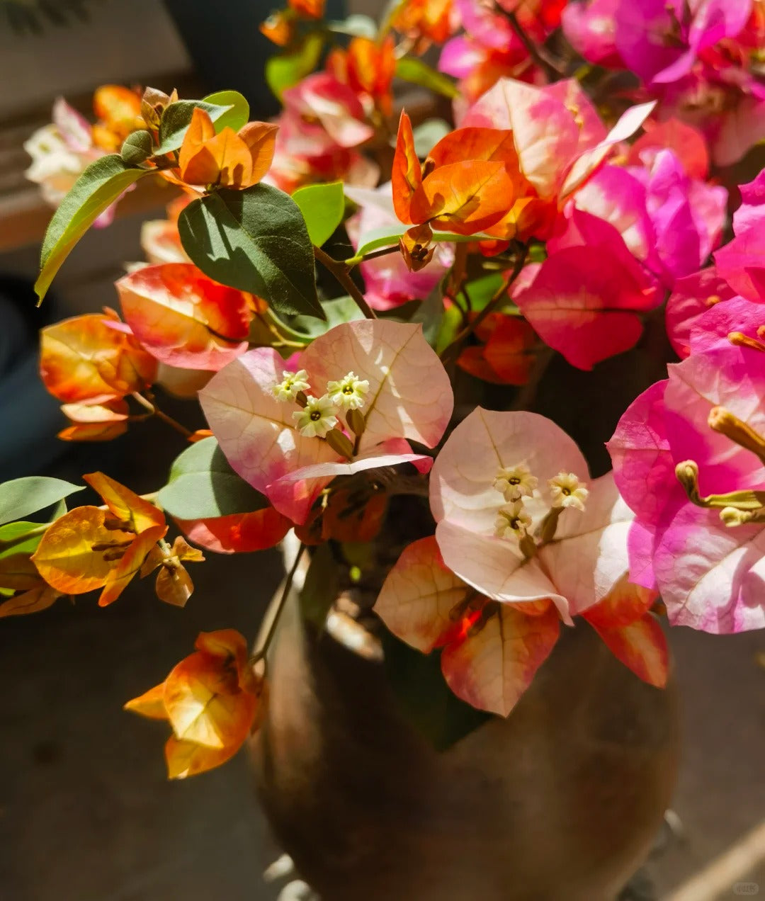 Bougainvillea 'Phoenix'