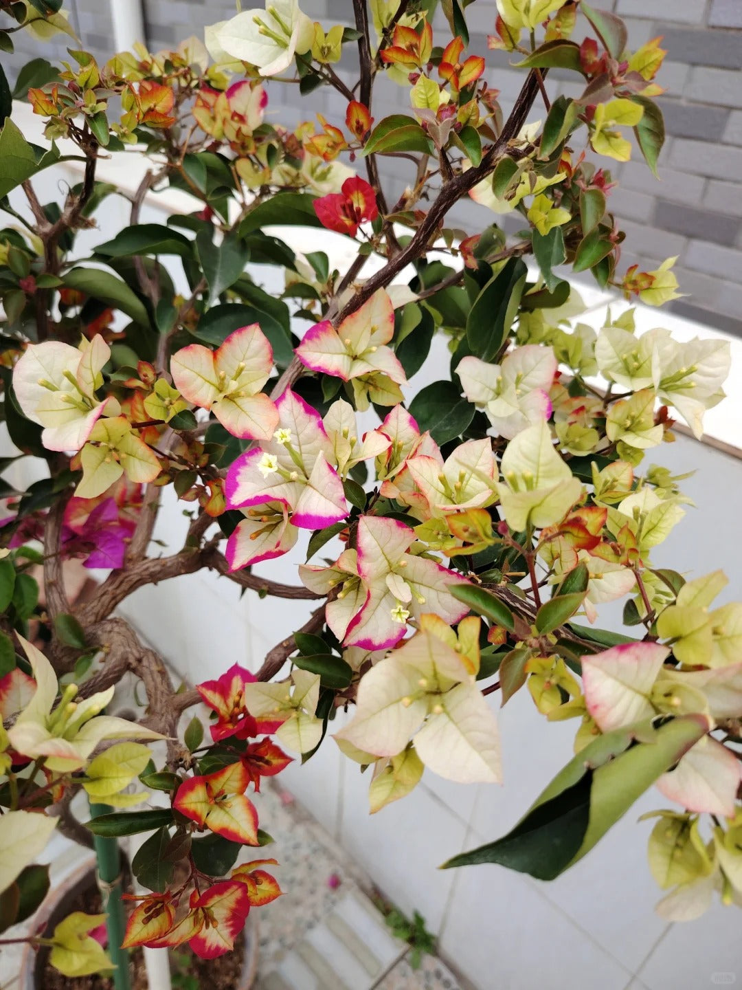 Bougainvillea 'Sophia'