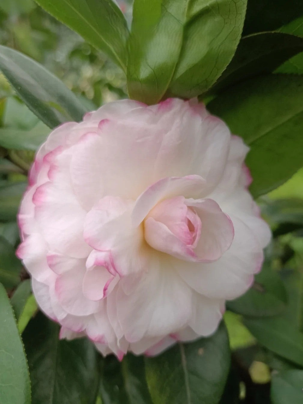 'Yaohuang Weizi' Camellia