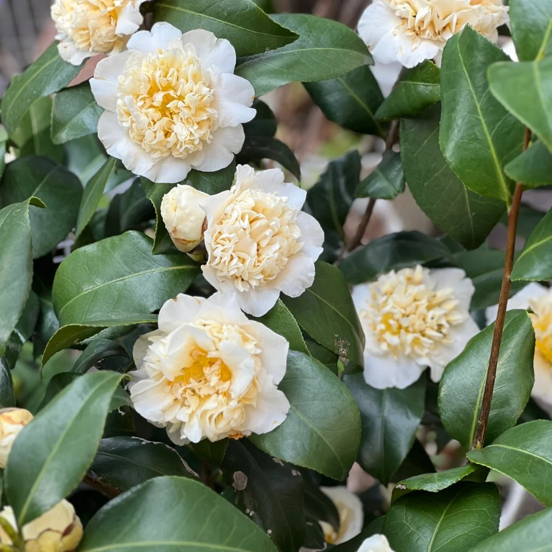 'Brushfield's Yellow' Camellia