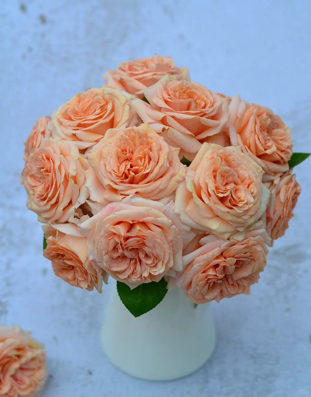 'Lady Capri' Shrub Rose
