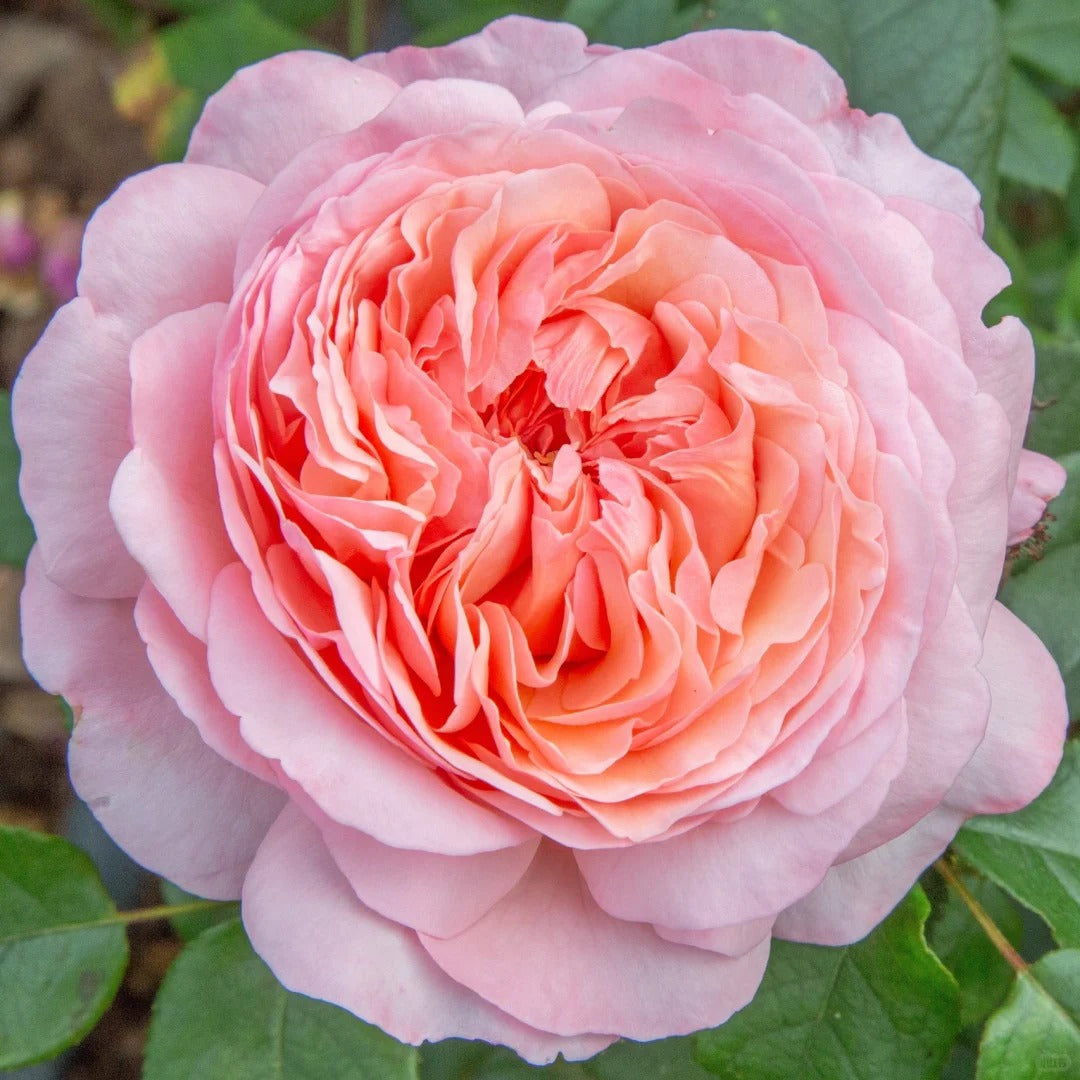 Martha Stewart™ Shrub Rose Brush Live Plant, 5 gallon