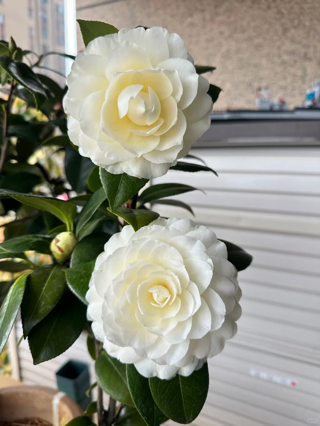 'Dahlohnega' Camellia