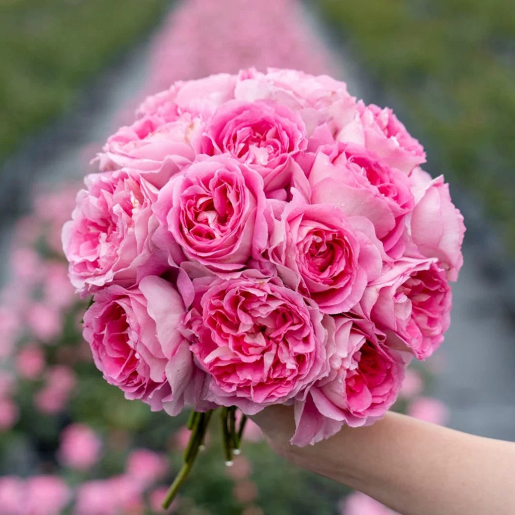 'Qingrou' Shrub Rose
