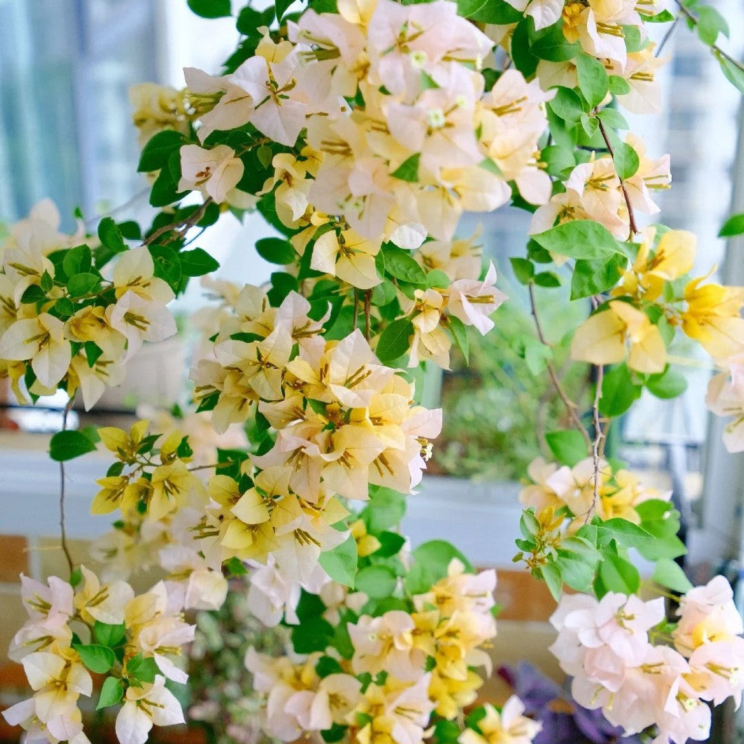 Bougainvillea 'Huangnvlang'