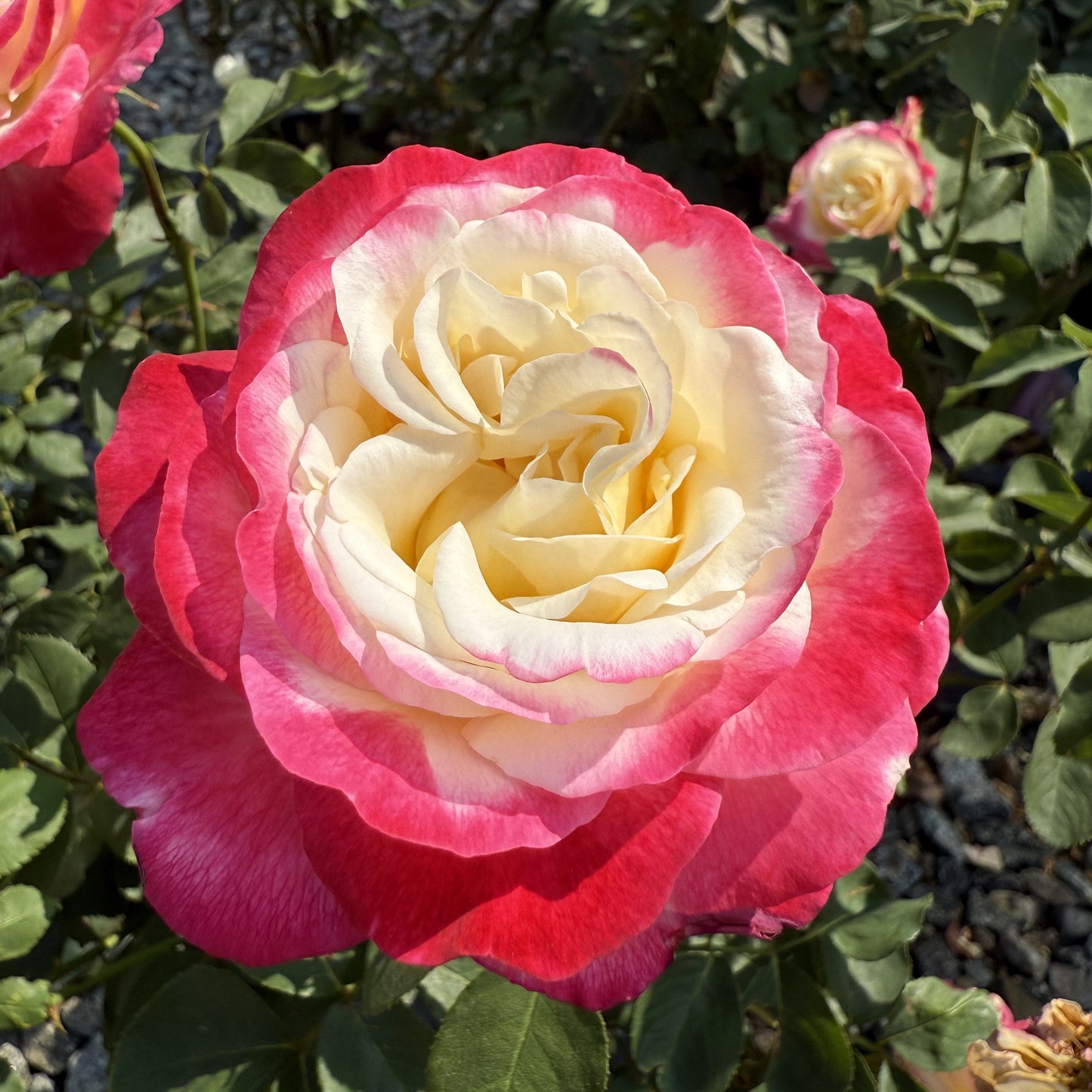 Double Delight™ Shrub Rose Brush Live Plant, 5 gallon
