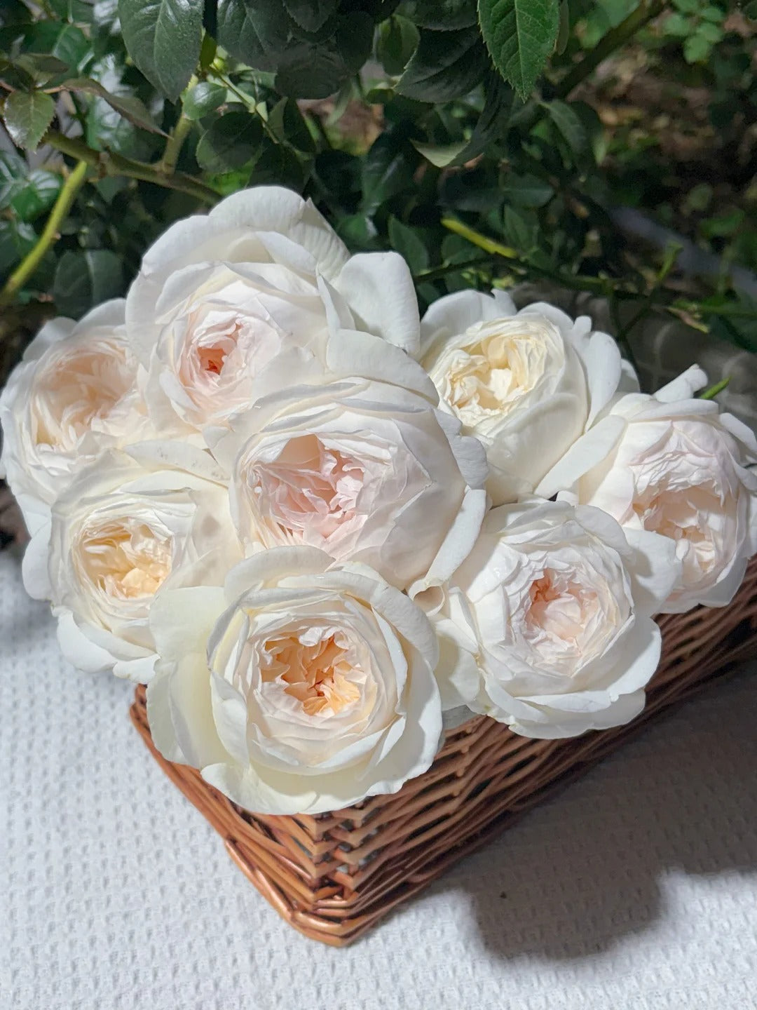 'Yuelongsha' Shrub Rose