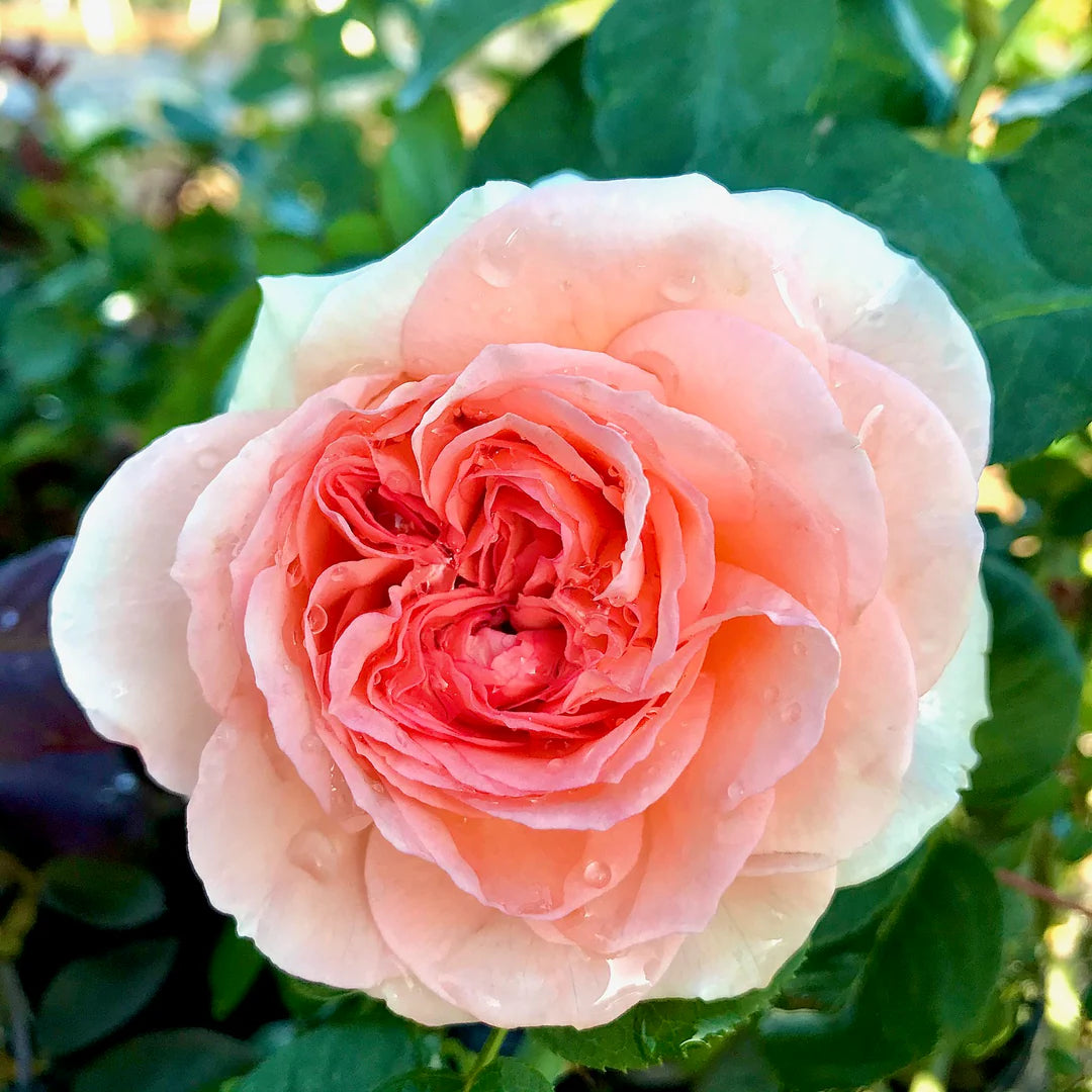 Bliss™ Parfuma® Shrub Rose Brush Live Plant, 5 gallon