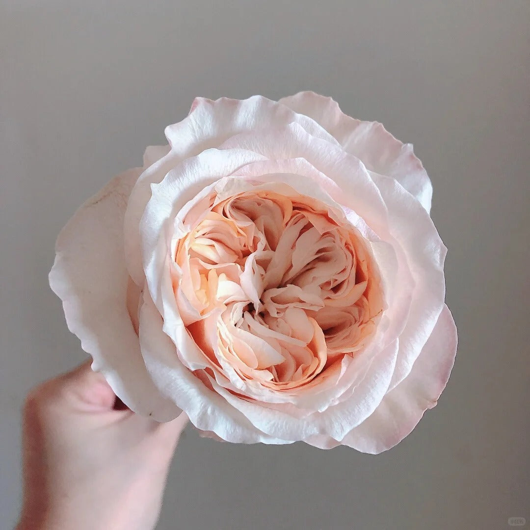 'Victorian Peach' Shrub Rose