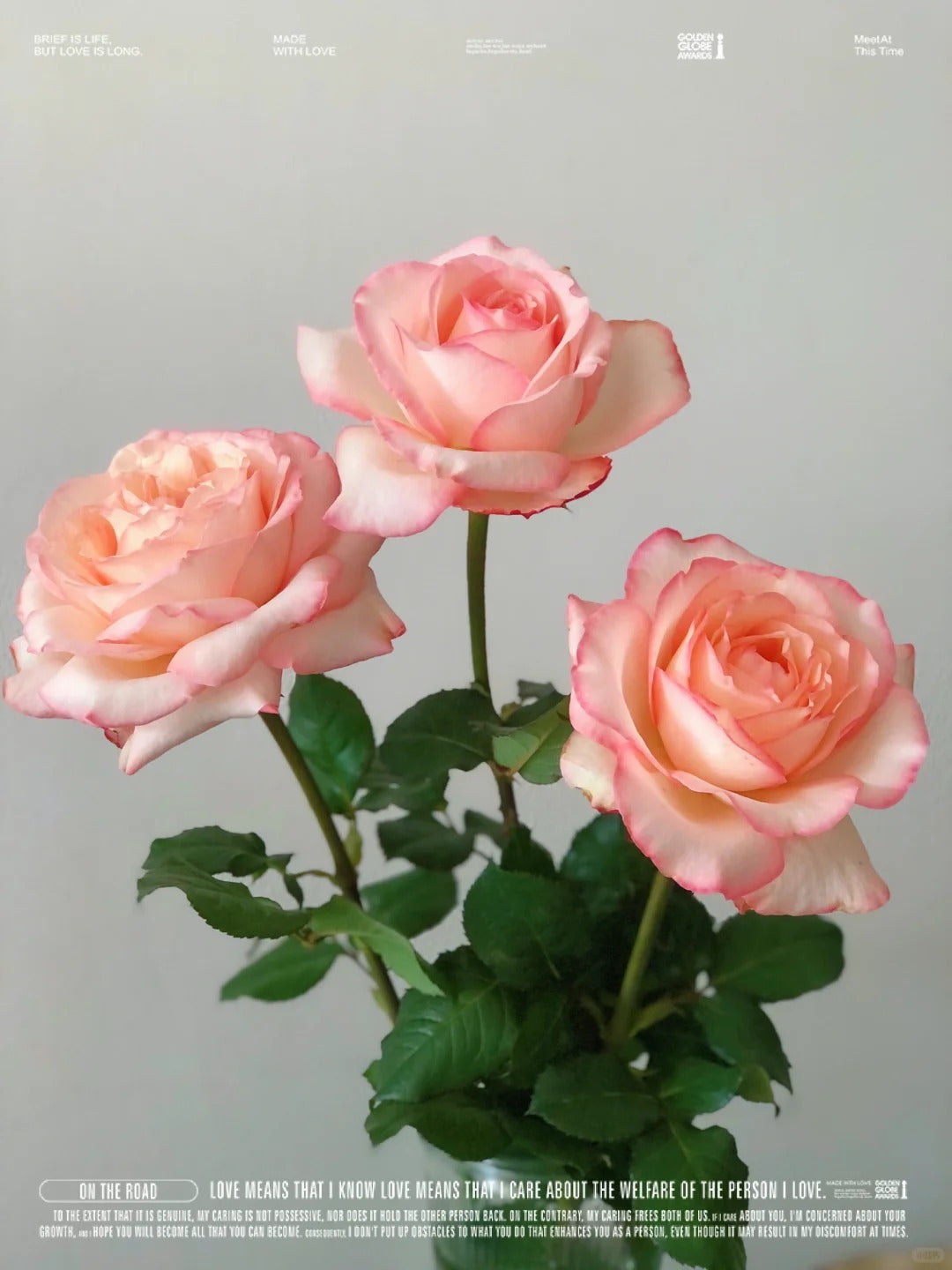'Joyce' Shrub Rose