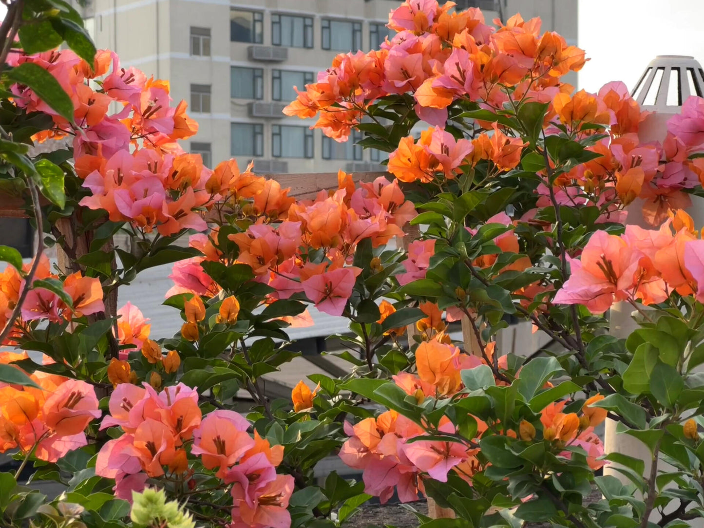 Bougainvillea 'Mary Helen' (Bougainvillea 'Chameleon')