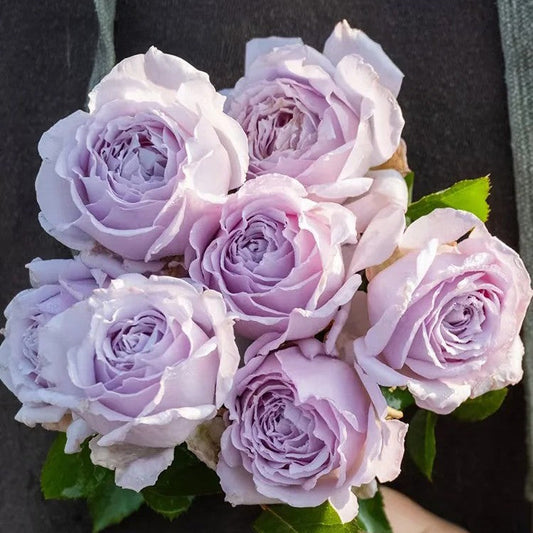 'Chengkong' Shrub Rose