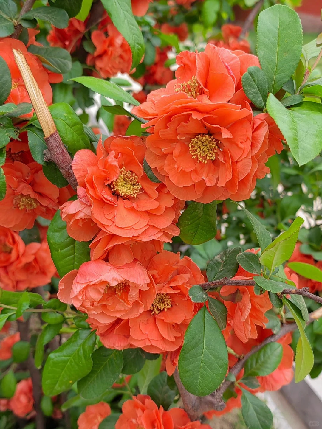 'Sekai Ichi' Japanese Flowering Quince