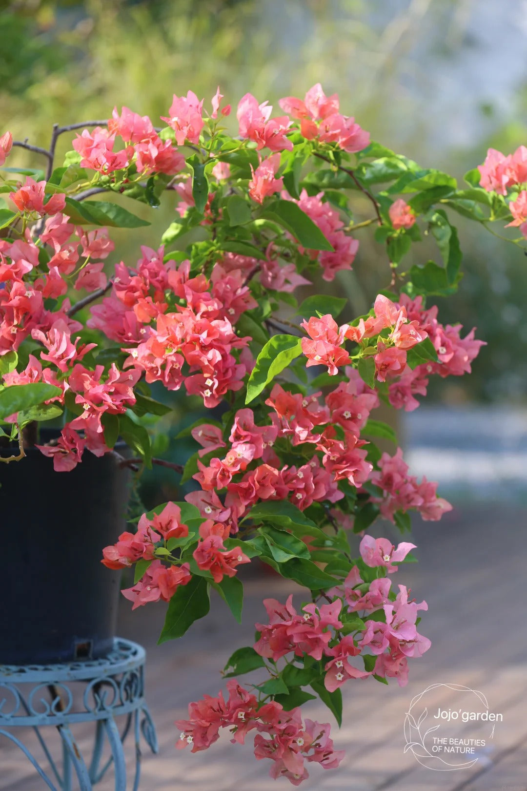 Bougainvillea 'Aruna'