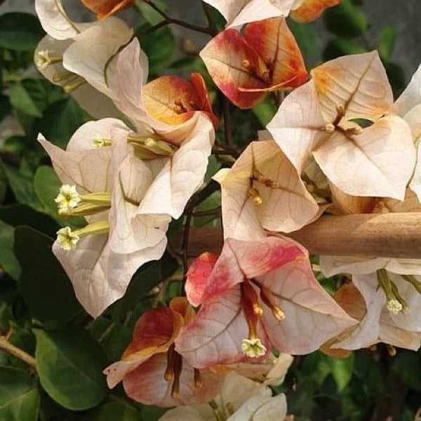 Bougainvillea 'Creme Brulee'