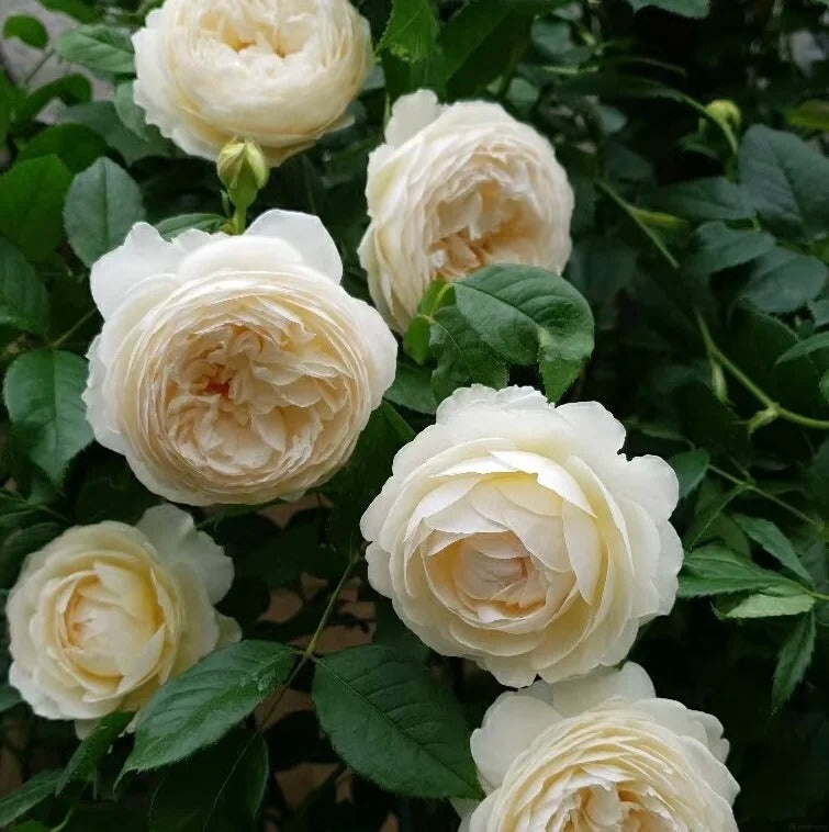 Claire Austin® (AUSprior) David Austin® Shrub Rose Brush Live Plant, 3-5 gallon