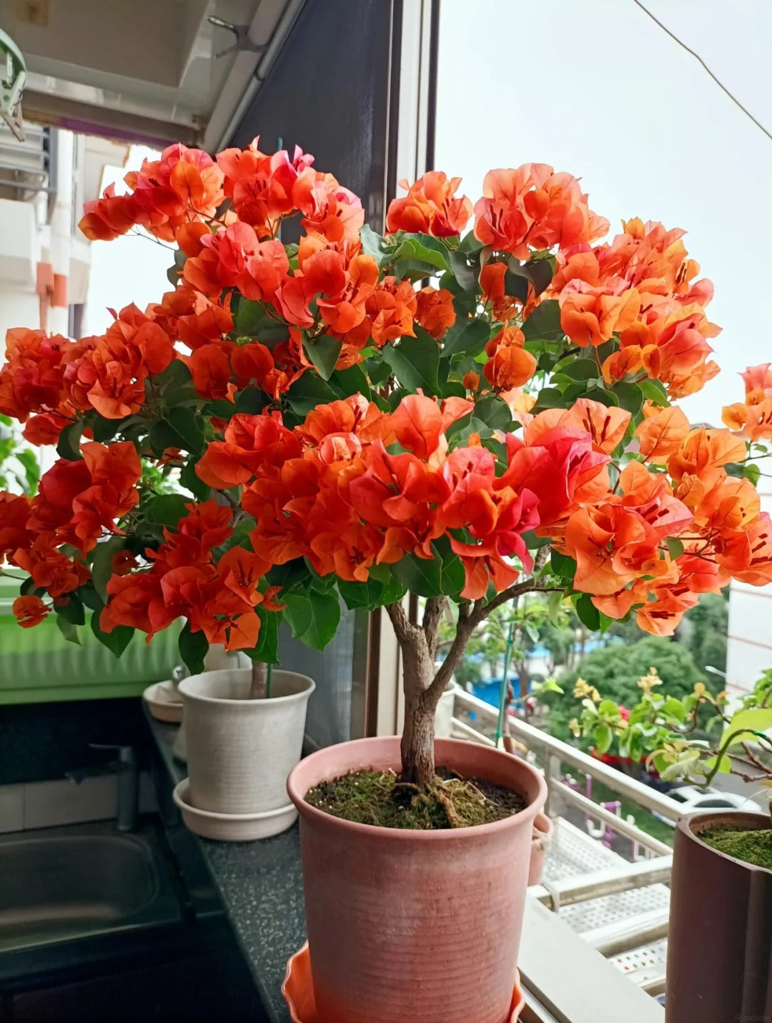 Bougainvillea 'Mrs. McClean'