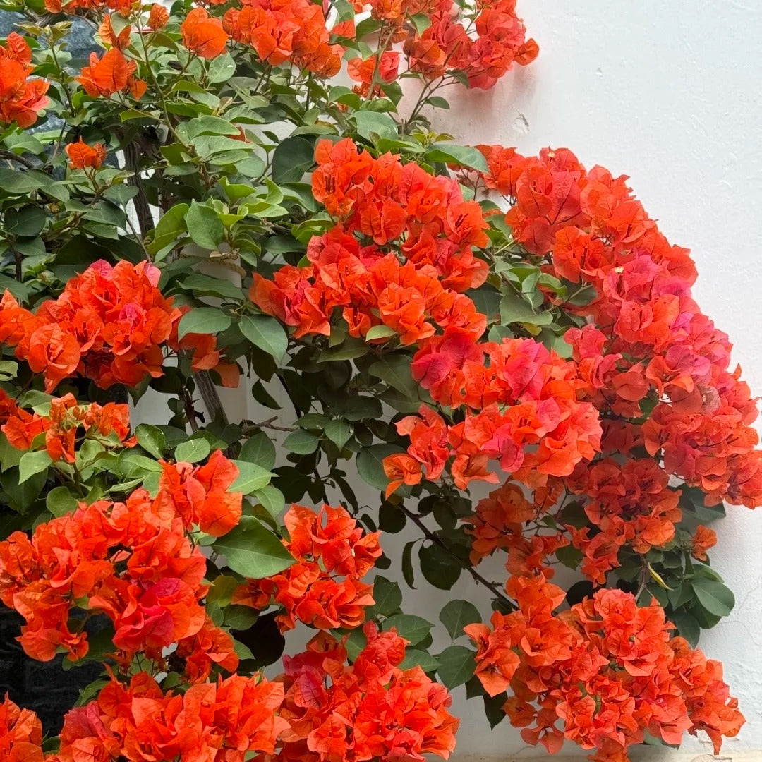 Bougainvillea 'Mrs. McClean'
