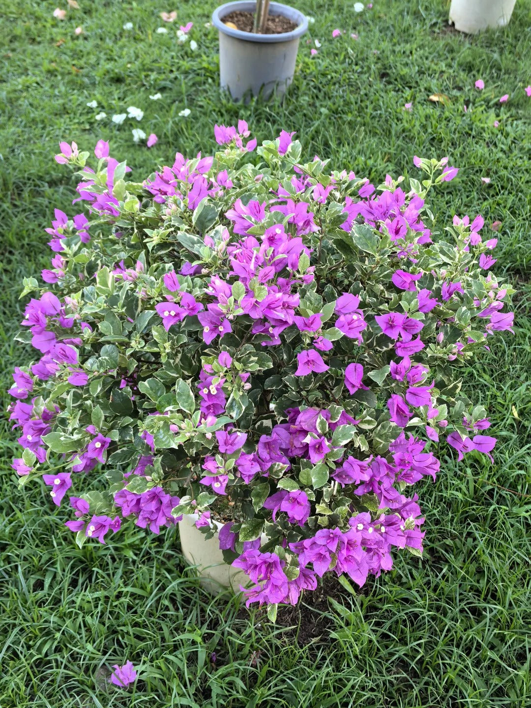 Bougainvillea 'Marlu Variegated'