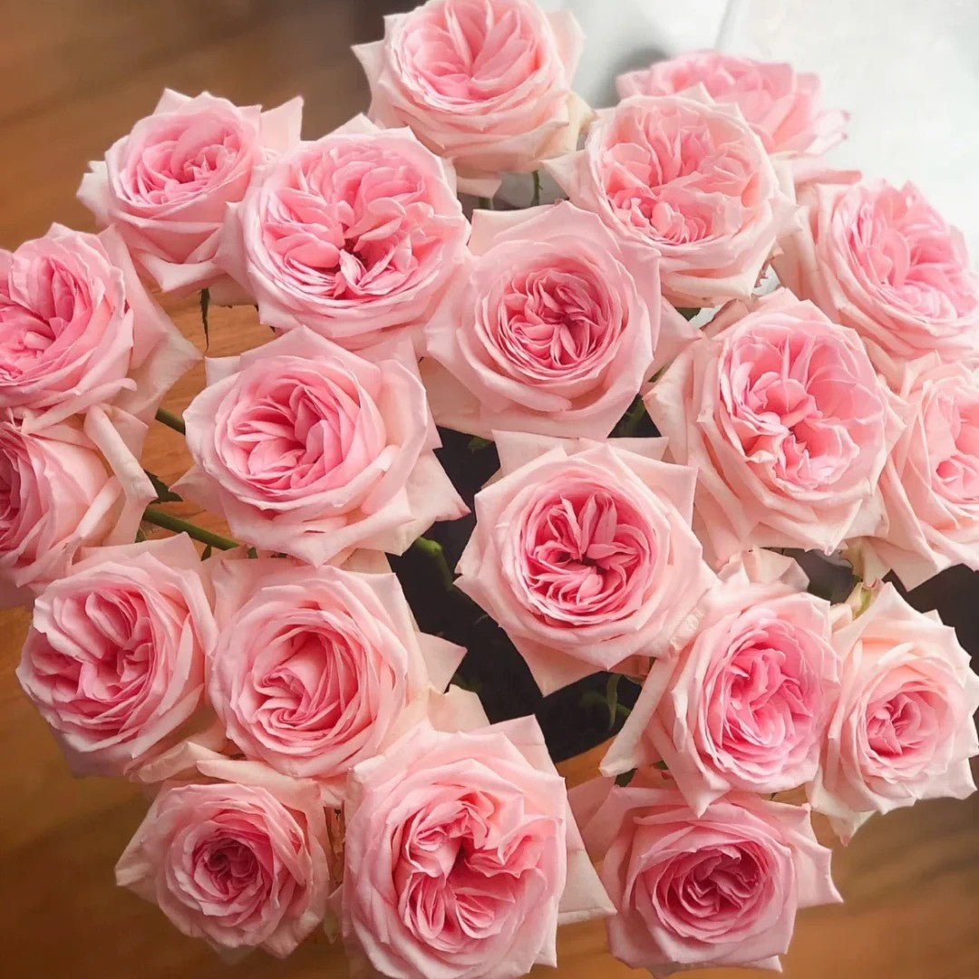 'Pink O'Hara' Shrub Rose
