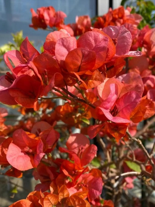 Bougainvillea 'Lemon Orange'