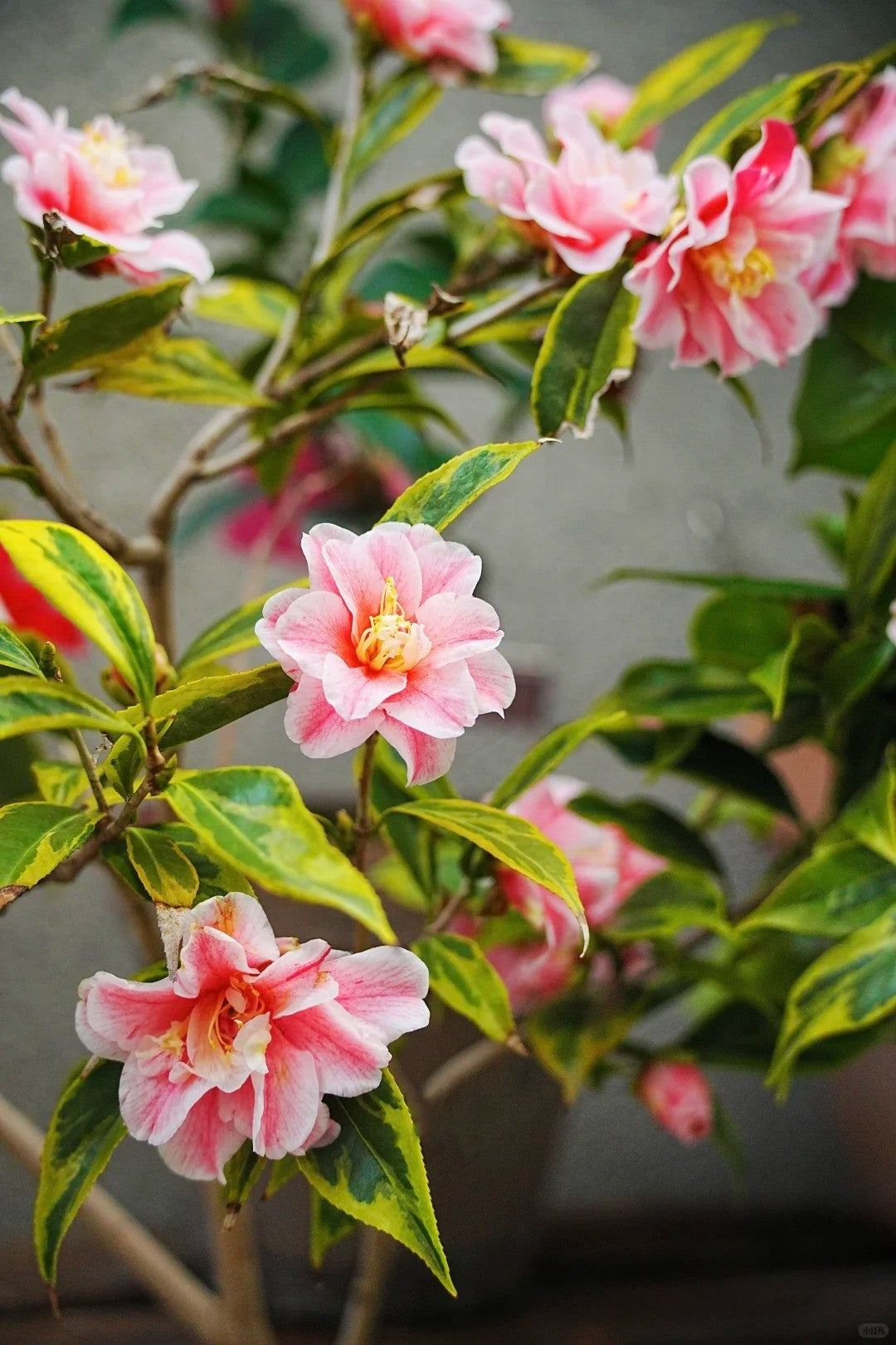 'Nishikiba-fukurin-ikkyū' Camellia