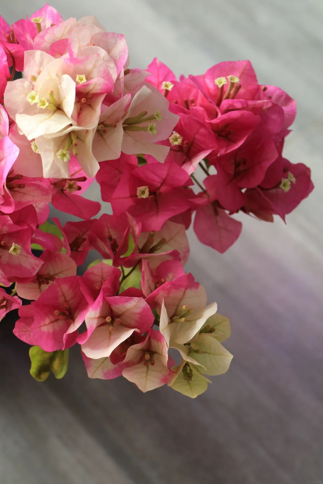 Bougainvillea 'Kelisa'