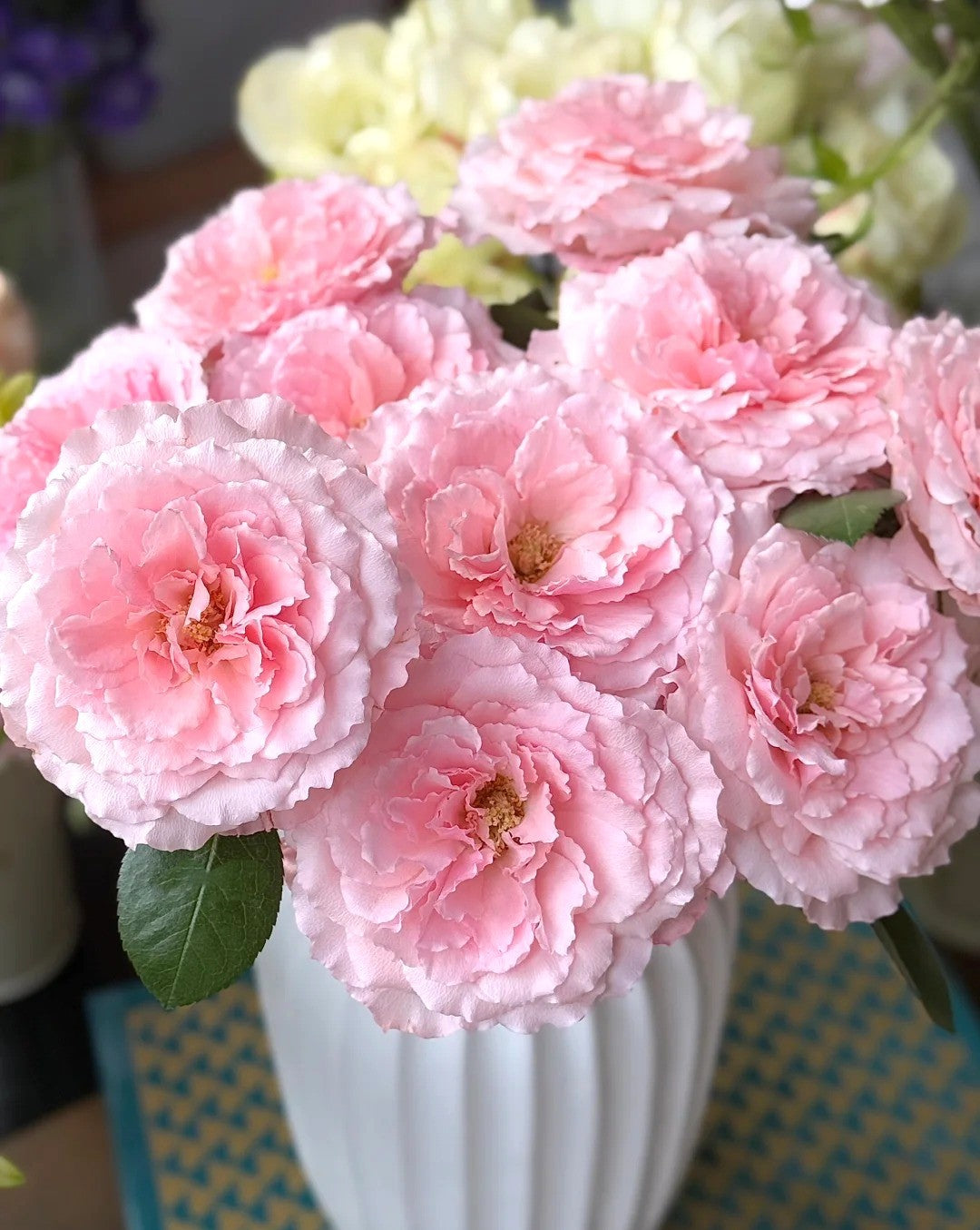 'Mayra’s Rose Pink' Shrub Rose