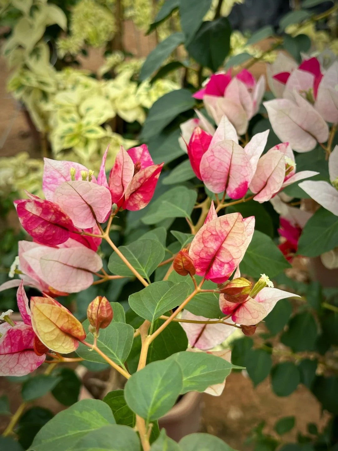 Bougainvillea 'Citra Golden Rao'