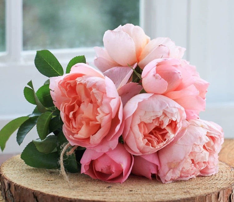 'Dames de Chenonceau' Climbing Rose