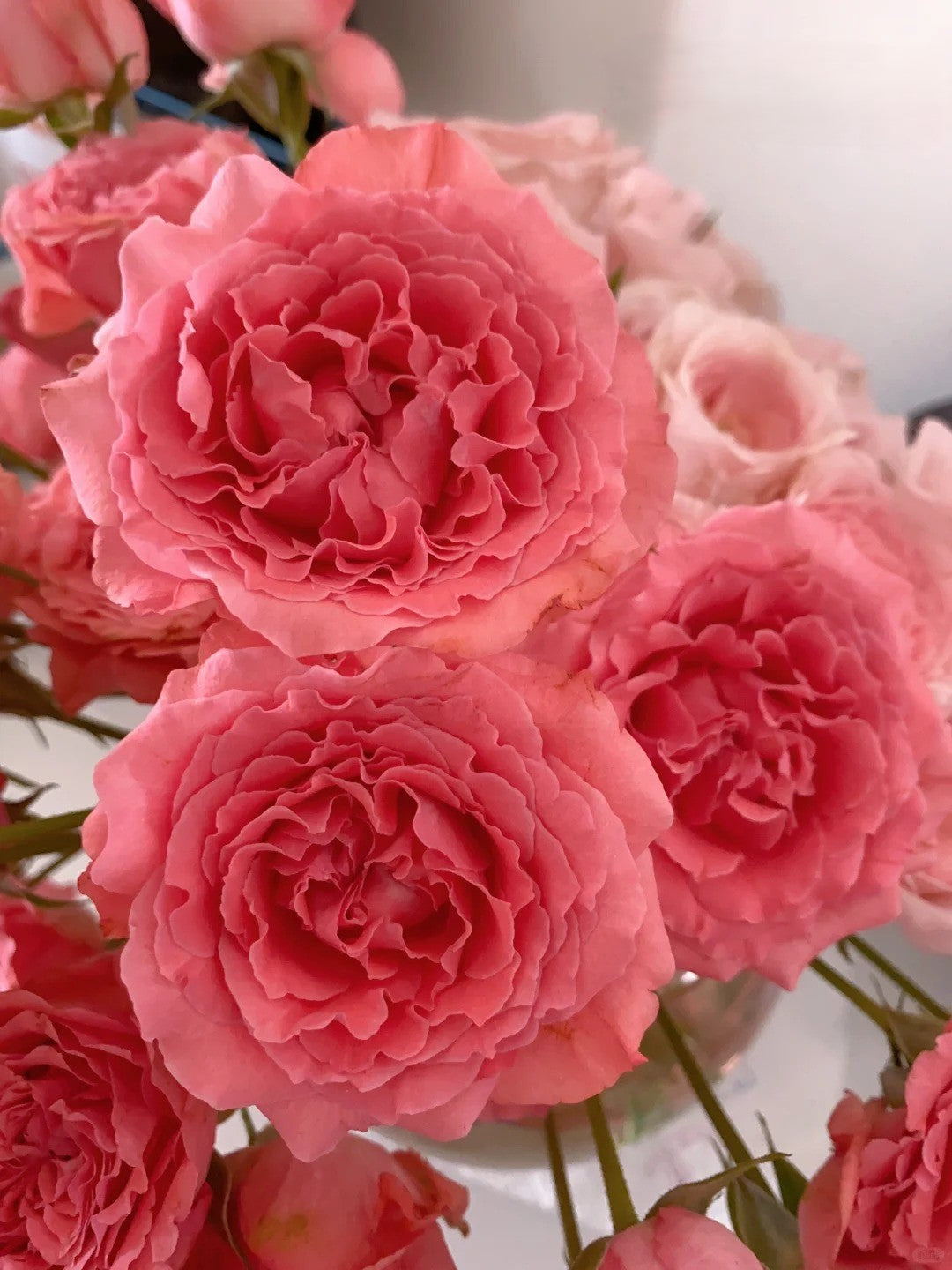 'Corail Gelee' Shrub Rose