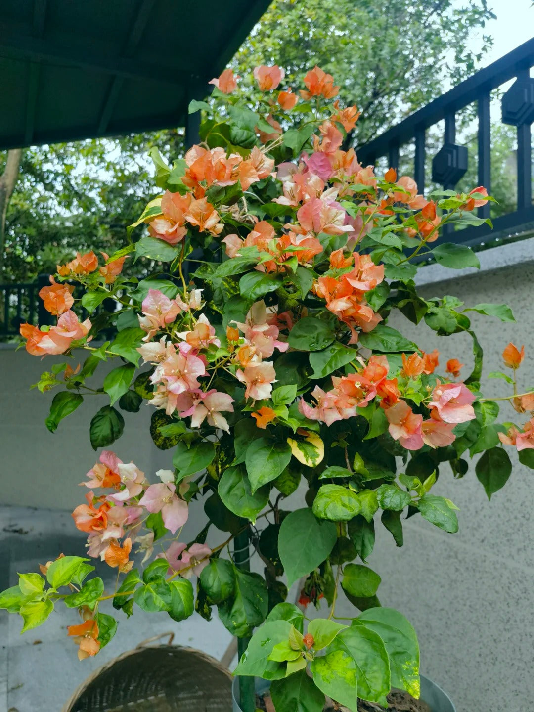 Bougainvillea 'Orange September'