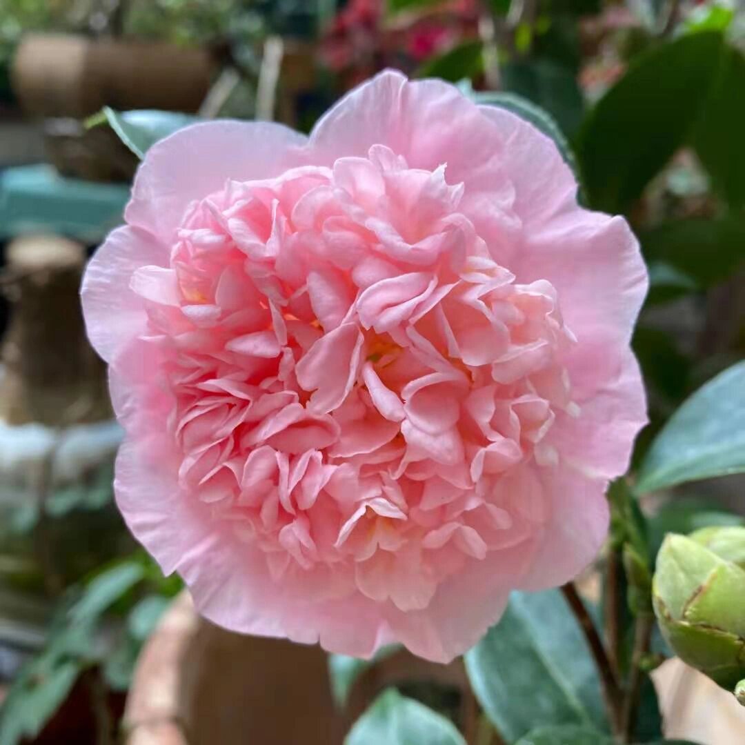 'Rōranka' Camellia