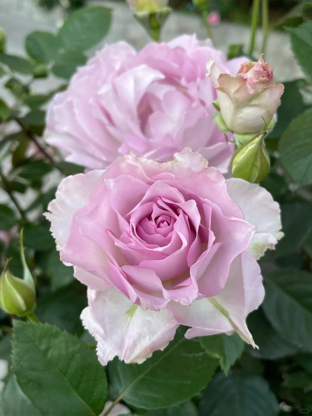 'Lu Ning Xiang' Shrub Rose
