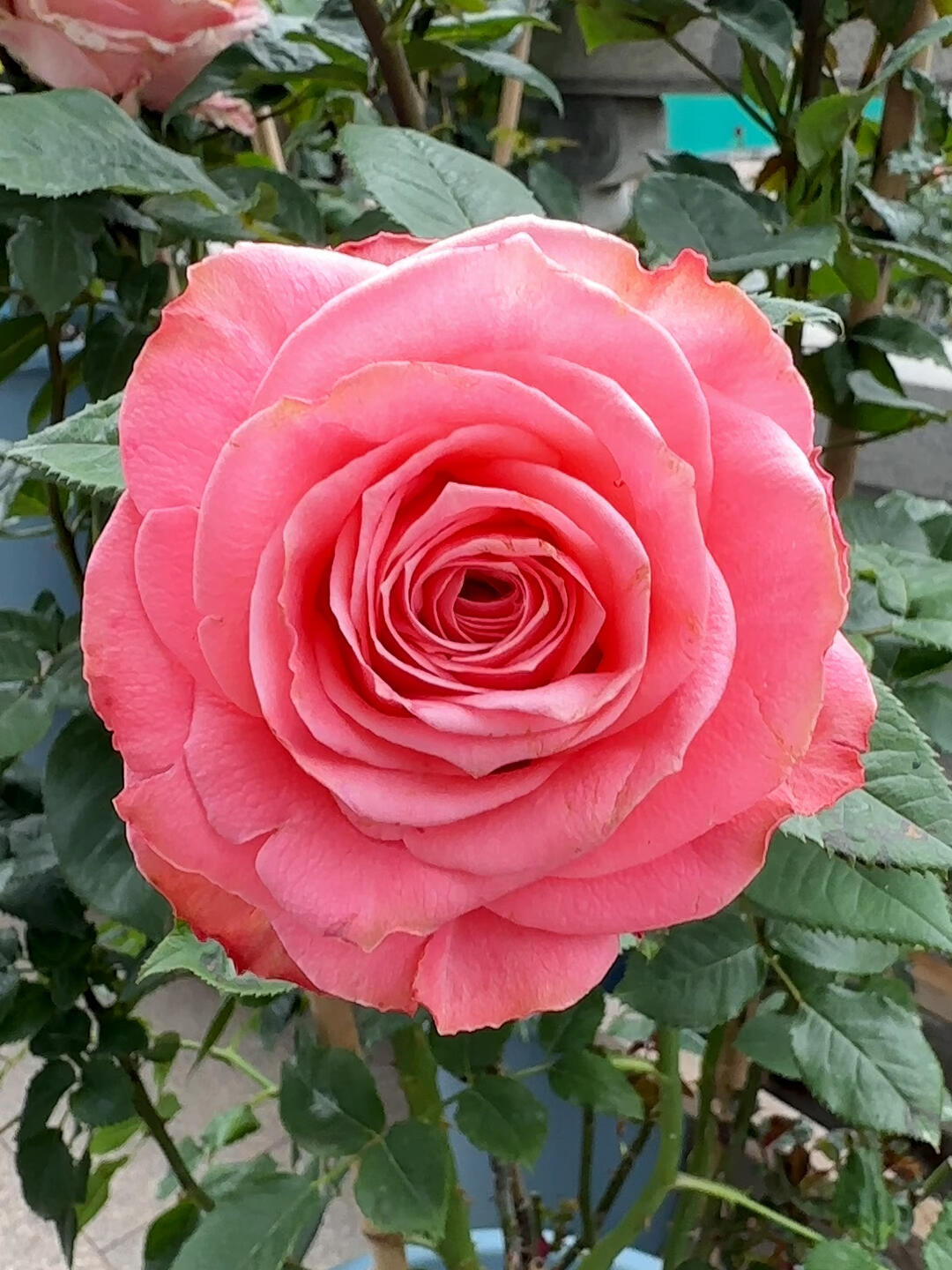 'Martha' Shrub Rose