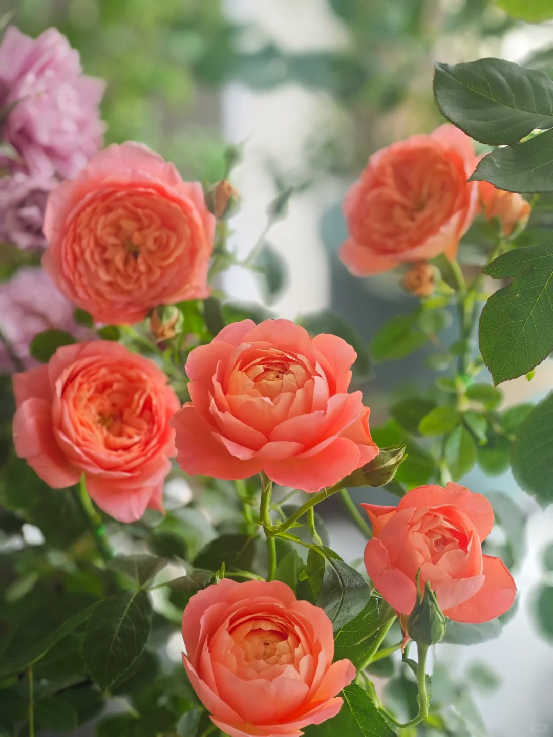 'Juzi' Shrub Rose