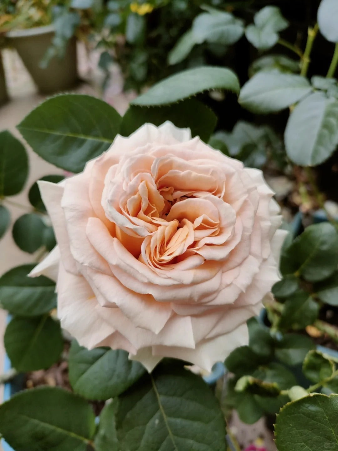 'Lady Capri' Shrub Rose