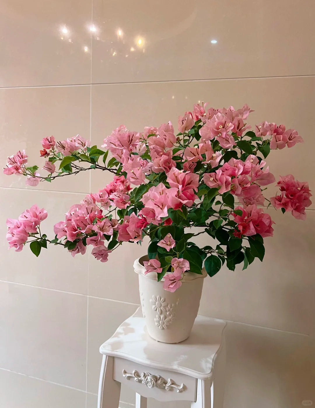 Bougainvillea 'Zinnibar'