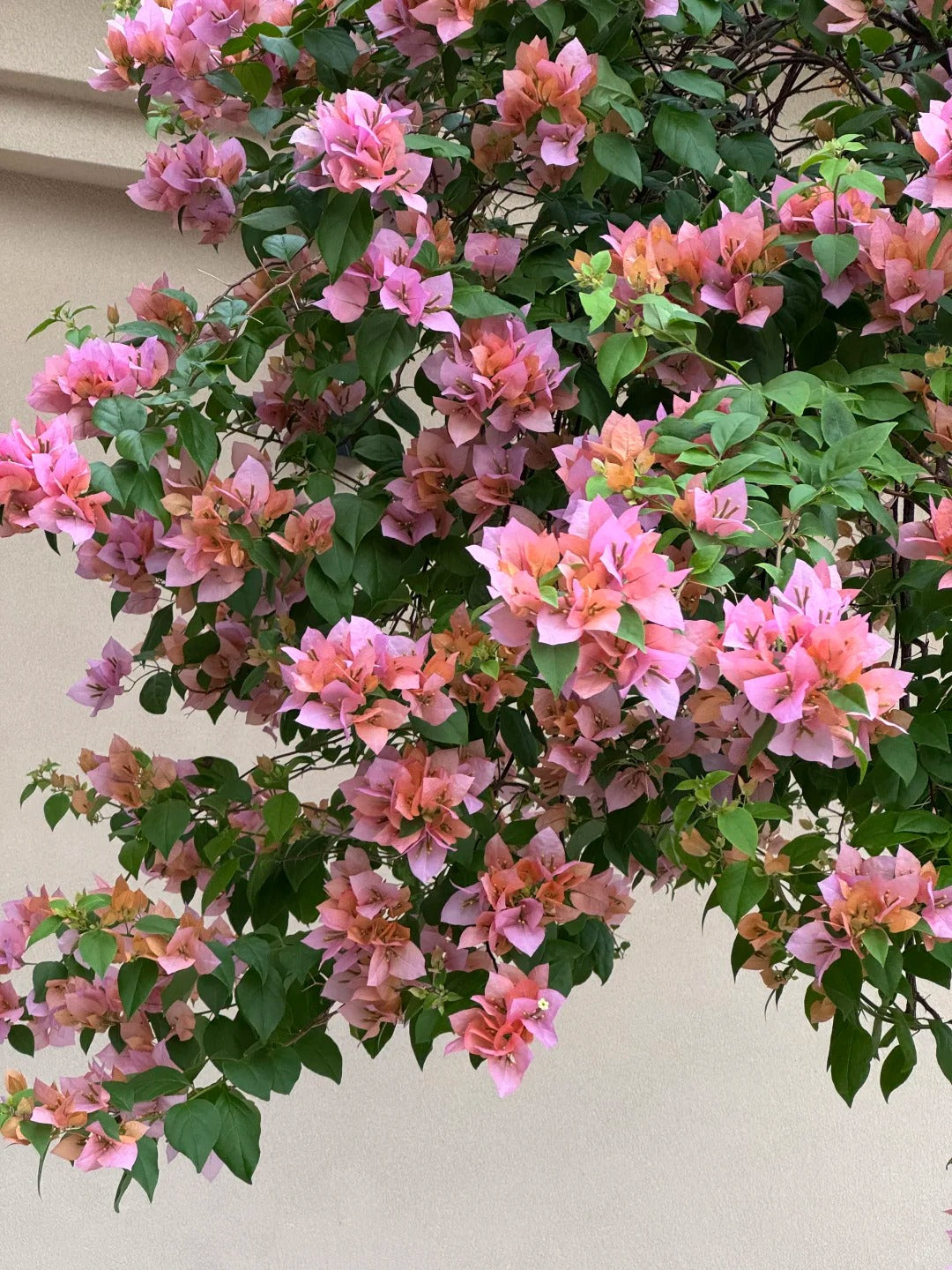 Bougainvillea 'Blondie'