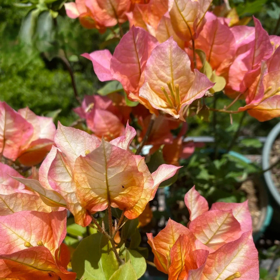 Bougainvillea 'Chitra Golden'