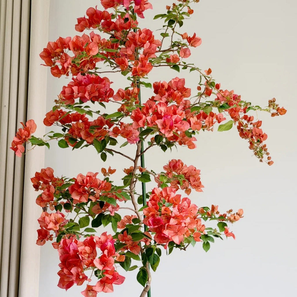 Bougainvillea 'Sundance'