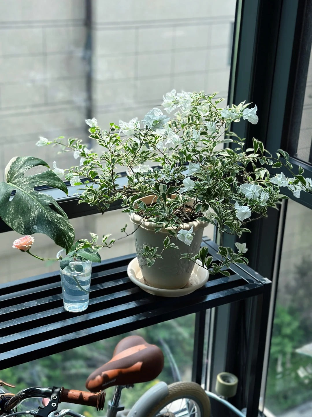 Bougainvillea 'Mrs Eva White Variegata'